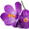Violeta Violeta