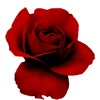 Rosa Rosa