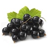 Cassis Cassis