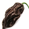 Pimenta preta Pimenta preta