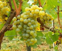 Uva Chardonnay