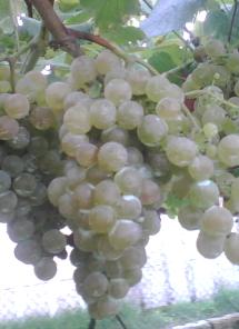 Uva Loureiro