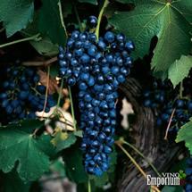 Uva Syrah