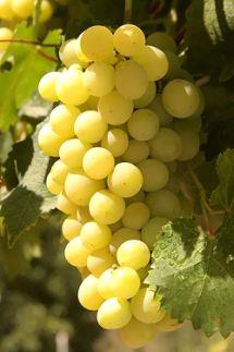 Uva Moscatel