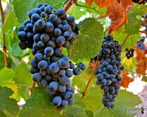 Uva Touriga Nacional