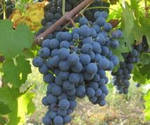 Uva Carménère