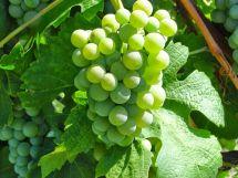 Uva Arneis