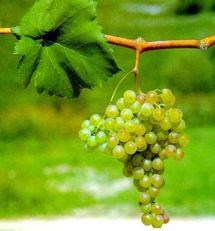 Uva Cortese