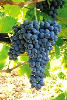 Uva Nero D'Avola