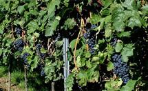 Uva Carignan