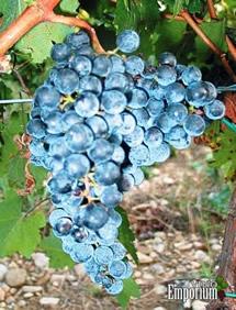 Uva Colorino
