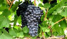 Uva Petite Sirah