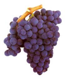 Uva Baga