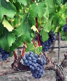 Uva Garnacha Negra