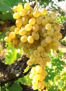 Uva Ansonica
