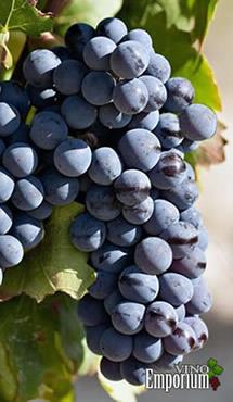 Uva Mourvèdre