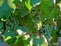 Uva Alvarinho