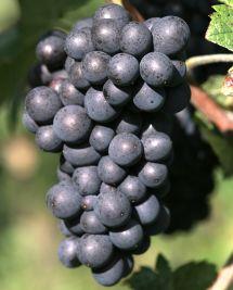 Uva Pinot Meunier