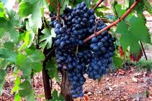 Uva Cinsault