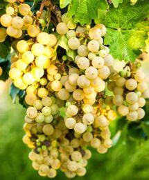 Uva Moscatel de Alexandria