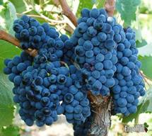 Uva Susumaniello