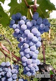 Uva Nerello Mascalese