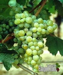 Uva Timorasso