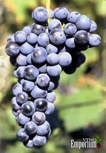 Uva Schioppettino