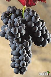 Uva Mencia
