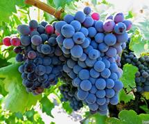 Uva Grenache
