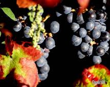 Uva Ramisco