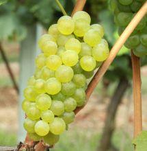 Uva Riesling Itálico