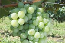 Uva Moscato Branco