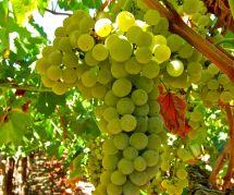 Uva Moscato Giallo