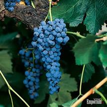Uva Merlot