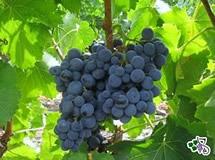 Uva Garnacha