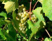 Uva Malvasia Fina