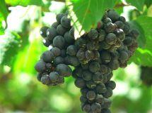 Uva Shiraz