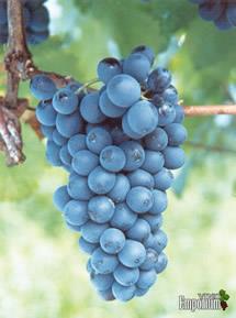Uva Pinotage