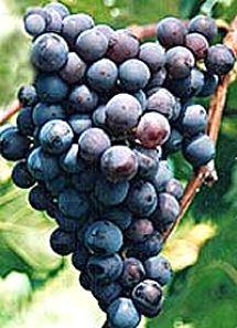 Uva Herbemont