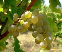 Uva Sauvignon Blanc