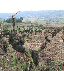 Uva Vinhas Velhas
