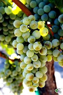 Uva Sémillon