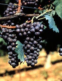 Uva Brachetto