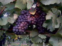 Uva Baco Noir