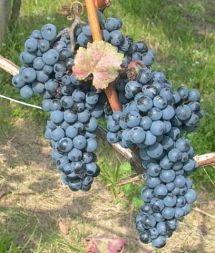 Uva Blaufränkisch