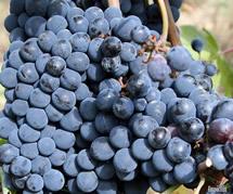 Uva Sangiovese