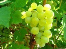 Uva Chasselas