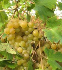 Uva Malvasia de Cândia