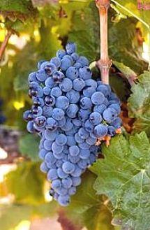 Uva Espadeiro